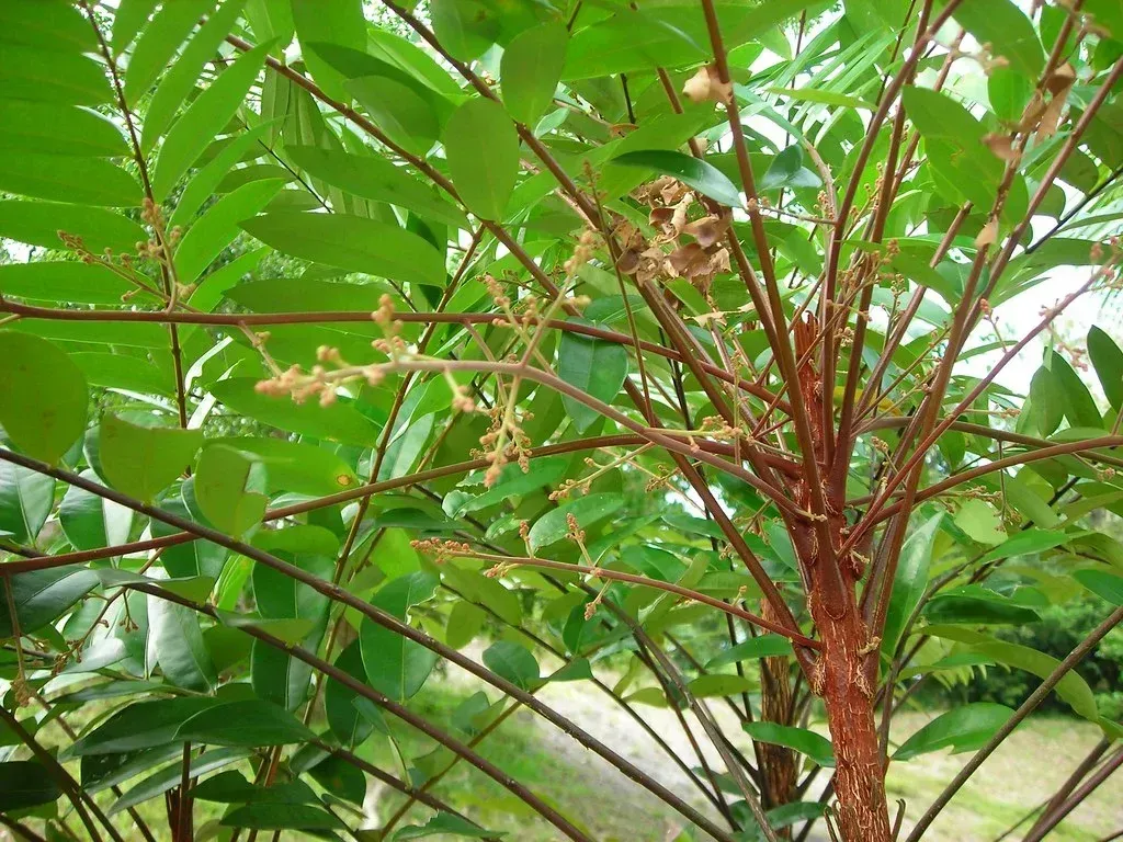 Eurycoma Longifolia - Natural Energy and Vitality Enhancer